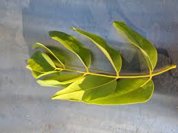 Image result for Dialium englerianum