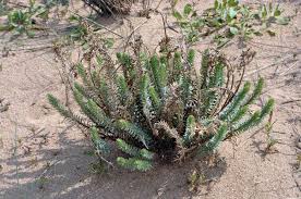 Image result for Euphorbia baylissii