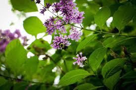 Select outer branches of the lilac bush to be split from the mother plant. Rooting Lilac Cuttings Taking Cuttings Of Lilac Bushes