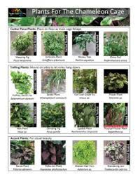 Veiled chameleon chameleon safe plants with pictures. Chameleon Cage Plants Chameleon Academy