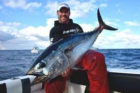 Fish Facts Tuna Growth Rates Fishing World