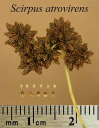 Image result for Pteris atrovirens