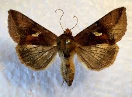 Image result for Autographa macrogamma