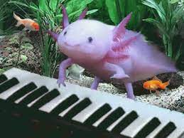 Bring out your inner animator!. Monthly Axolotls 1 Hypixel Minecraft Server And Maps