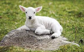 Baby Lamb All You Need To Know About Domesticated Ruminant Naija Super Fans