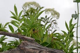 Image result for Hermbstaedtia fleckii