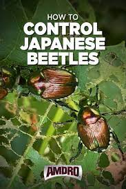 Japanese Beetle Identification And Treatment Tips Japanese Beetles Garden Pest Spray Garden Pest Control