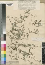 Image result for Indigofera rhytidocarpa