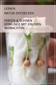Erbsen Und Bohnen Wir Beobachten Keimlinge Erbsen Pflanzen Bohnen Pflanzen Keimling