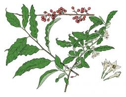 Autumn Olive Japanese Silverberry Mdc Discover Nature