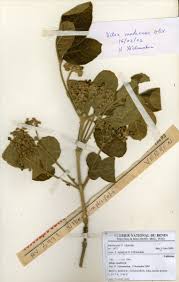 Image result for Vitex madiensis