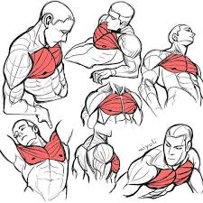 Figurative anatomy muscles of the torso. The Geek Tower Male Muscle Torso And Arms Reference Facebook