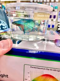 Prism bettas is not responsible for doas caused by delays longer than 4 days from date of shipping, or mishandling of fish by usps, which may result in heatpack failures. Just Got A Beautiful Double Tail His Name Is Prism Bettafish