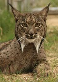 Iber Vasagi Cats Animals Animals Beautiful