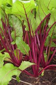 10 Legumes Pouvant Etre Cultives L Ombre On Doit Garder A L Esprit Qu Aucun Legume Ne Va Croitre A L Ombre Complete L Jardinage Jardin Potager Idees Jardin