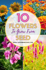 10 Annuals To Grow From Seed Growing Seeds Easiest Flowers To Grow Gardening Tips