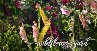 Use a spade and dig up the entire plant, grasping the top to pull it out of the soil. Gladiolus Wildflower Yard