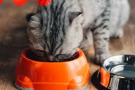 He also serves as council's representative to. What Trends Are Shaping The Us Pet Food Market