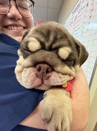 Visit Parkwood Animal Hospital in Friendswood, Texas!