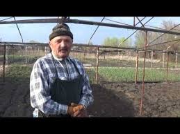 какой способ размножения используют при выращивании картофеля и лука Sposob Posadki Luka Arpachik Vazhnye Tonkosti Youtube