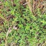 Image result for Psilotrichum