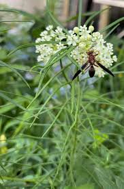 Image result for Asclepias cucullata