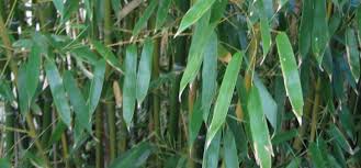 Image result for Pilea bambuseti