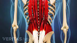 The scientific name of the anterior thigh muscles is the quadriceps femoris. Immediate Treatment For A Back Muscle Strain