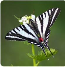 Black And White Striped Butterfly With Long Tail Most Beautiful Butterfly Image By Leslie Holland On Paper Boxes Bags And Envelopes Swallowtail Butterfly Zebra Butterfly