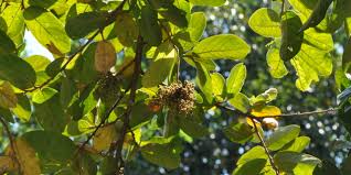 Image result for Antidesma venosum