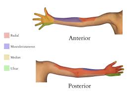 Image result for Axillary Nerve Block