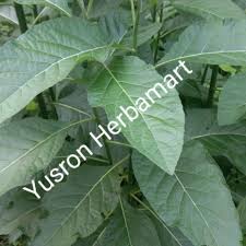 Check spelling or type a new query. Daun Klorofil Afrika Selatan Shopee Indonesia