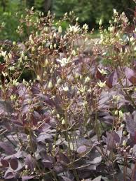Image result for Clematis recta atropurpurea