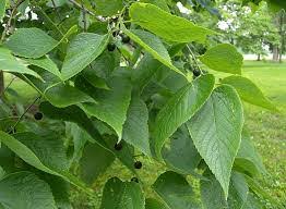 It's celtis lævigata, the sugarberry or southern hackberry. Common Hackberry Great Plains Nursery