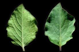 Image result for Pupalia micrantha