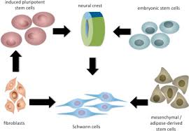 Choose from 88 different sets of flashcards about schwann cells on quizlet. Use Of Engineered Schwann Cells In Peripheral Neuropathy Hopes And Hazards Sciencedirect
