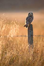 Iphone 6s Camera Tested In Depth Wildlife Photography Animal Photography Animals