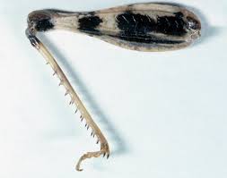 Image result for Dissotis caloneura