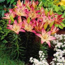 These are short growing lilies that i planted in front of my spotted tango lilies. Orange Carpet Border Lily Direct Gardening