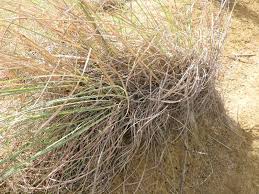 Image result for Elytrophorus spicatus