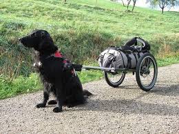 Benpacker Hiking Trailers Features Cruiser Fahrrad Hundeanhanger Fahrrad Hunde