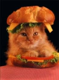 And A Bonus Cats Cats And Kittens Funny Cat Pictures