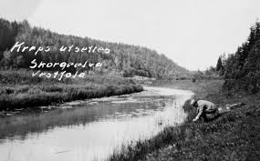 Numedalslågen is a river in southeastern norway. Bildet Viser En Person Som Setter Ut Kreps I Skorgeelva Skorgeelva Er Ei Bielv Til Numedalslagen I Vestfold Person Elv Kreps Utsetting Av Kreps Anno Norsk Skogmuseum Digitaltmuseum
