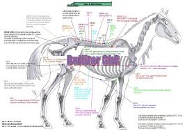 Ub 1 Acupuncture Point
