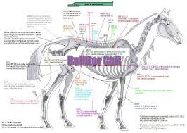 ub 1 acupuncture point