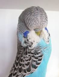 English Budgie Champions Google Search English Budgie Budgies Bird Budgies