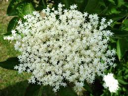 May 25, 2017 4 comments. Sambucus Nigra Syn Sambucus Canadensis Gardensonline