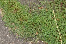 Image result for Polygonum aviculare