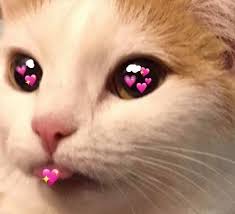 Pin By On Reaction Memes Cute Love Memes Cute Cat Memes Cute Memes