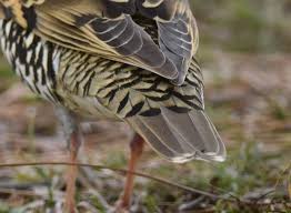 Image result for トラツグミ